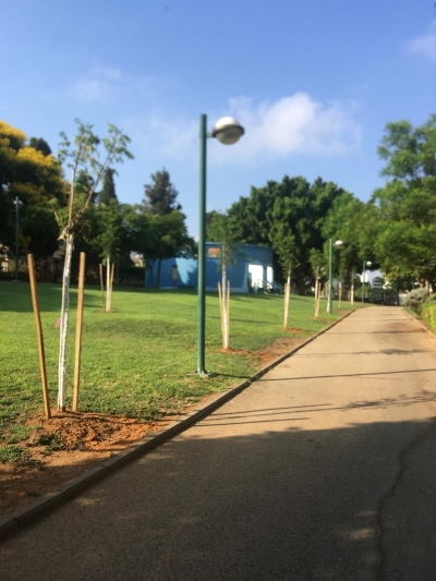עצים צעירים ברחוב בכפר סבא