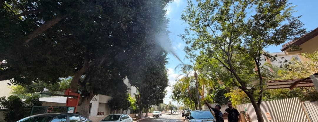 מבצע קיץ לטיפול בפירות עצי הפיקוס בעיר כפר סבא