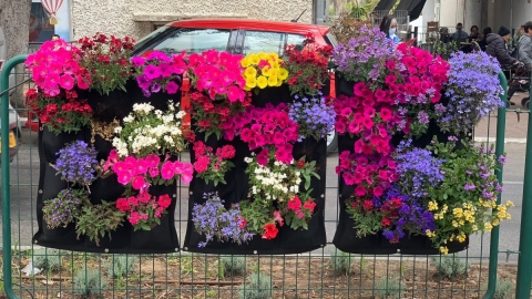 פרחים צבעוניים בפינת גינון עירונית באחד מרחובות כפר סבא