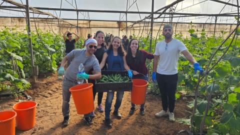 עובדות ועובדי העירייה בהתנדבות בקטיף מלפפונים במושב אחיטוב